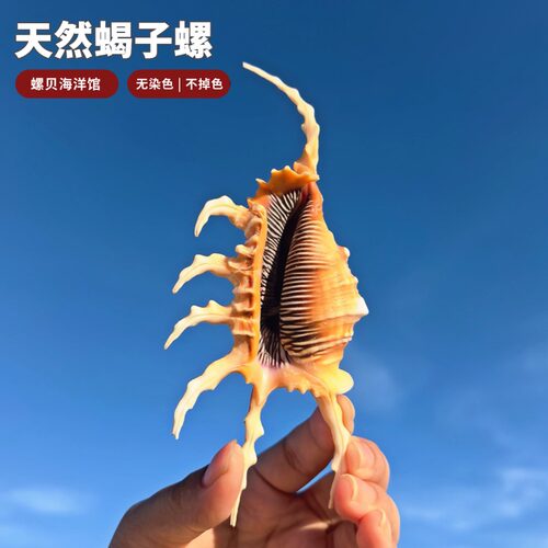 天然大七角螺贝壳鱼缸造景摆件