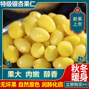 新鲜白果仁银杏果仁官方旗舰店银杏仁煲汤煮粥熟白果中药材无添加