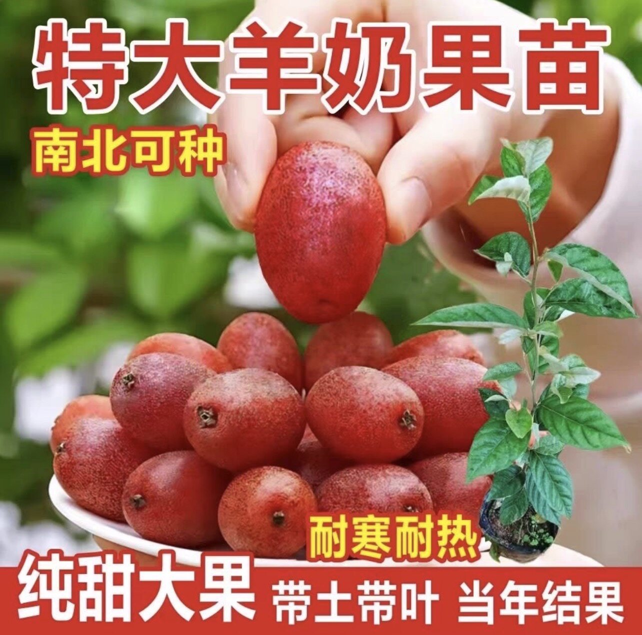 新品耐寒羊奶果苗德甜二号嫁接果树苗南北方庭院四季种植结果树