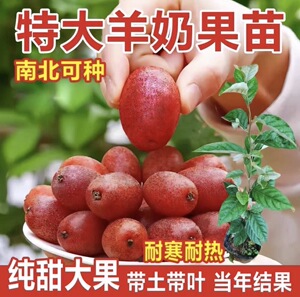 新品耐寒羊奶果苗德甜二号嫁接果树苗南北方庭院四季种植结果树