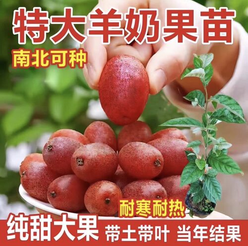 精选正宗羊奶果树苗大果四季结果