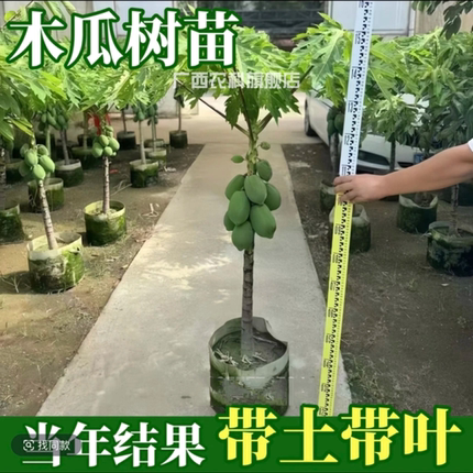 木瓜树大苗特大木瓜苗当年四季结果矮化冰糖红心水果大青木瓜树苗