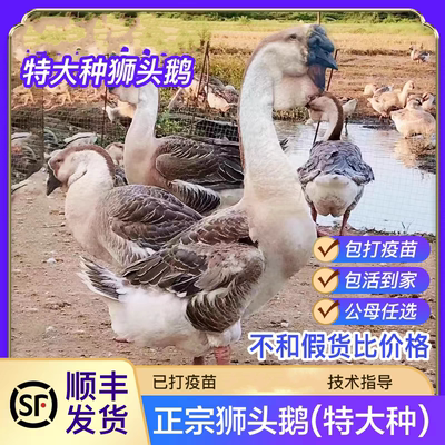 【厂家直发】正宗狮头鹅活苗特大种狮头鹅活苗潮汕狮子头鹅苗