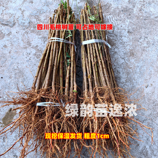现挖毛桃苗粗1cm可嫁接四川桃树砧木苗未嫁接桃树苗毛桃苗占地苗