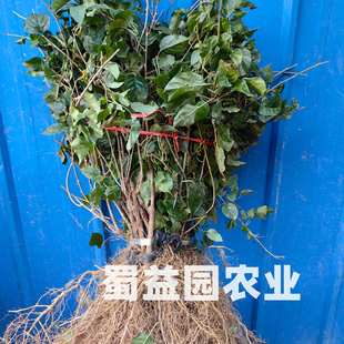 正宗水杨桃树苗扦插水杨桃实生苗可嫁接猕猴桃树苗耐旱耐涝根系好