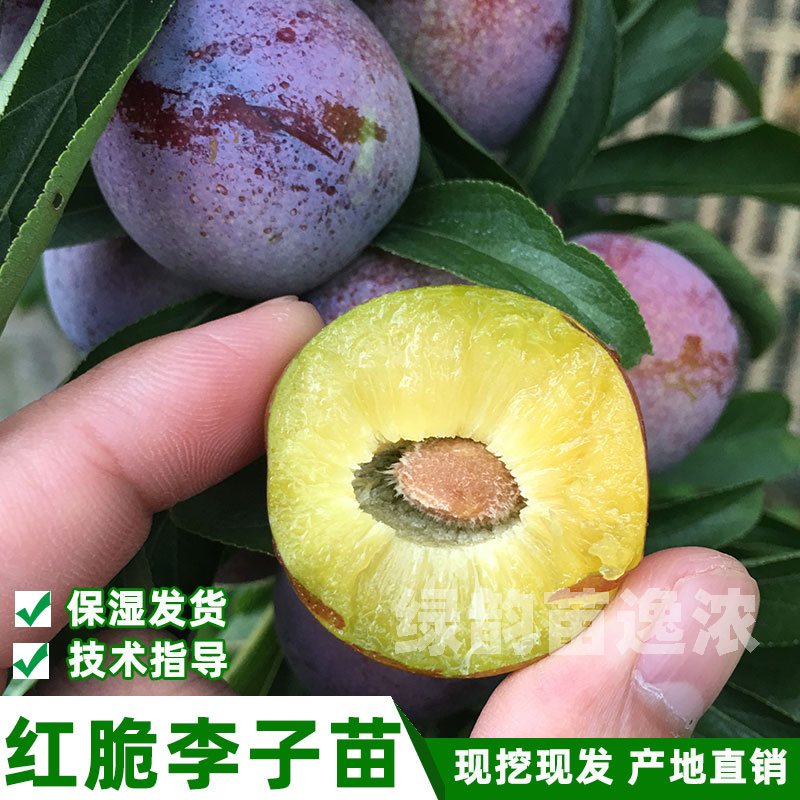 晚熟红脆李嫁接苗脆甜空心