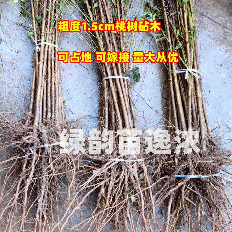 桃树砧木苗未嫁接南北可种