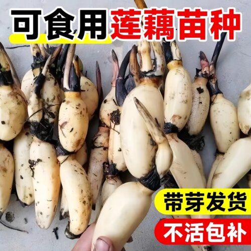 食用藕种苗池塘稻田盆栽