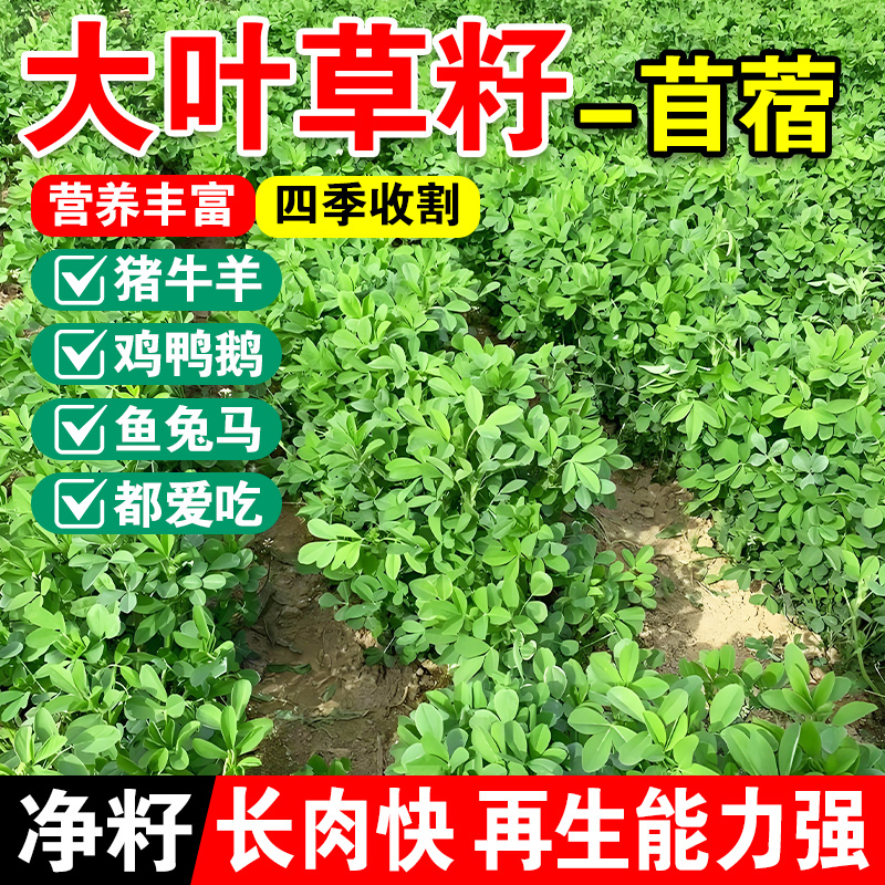大叶草籽专用草种高丹草籽四季牧草鱼草种籽玉米种植高粱高产