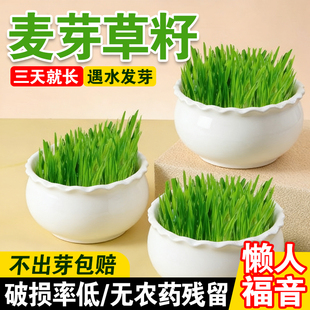 麦芽草籽新大麦草种子粮食种籽麦子籽 大田高产抗倒伏耐旱榨汁