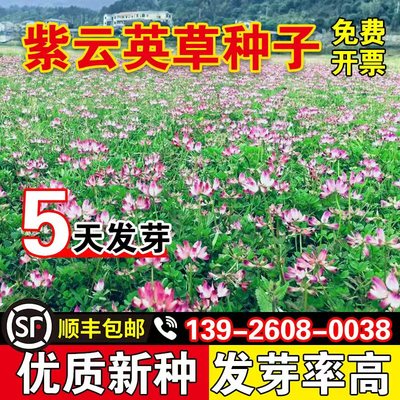 紫云英草种子高产牧草种子