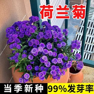 荷兰菊紫菀种子多年生宿根花卉花种子春秋播种阳台庭院耐寒花种籽