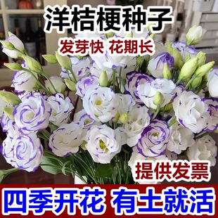 进口重瓣花种子洋桔梗四季播种开花易活花卉种孑庭院室外花种籽子