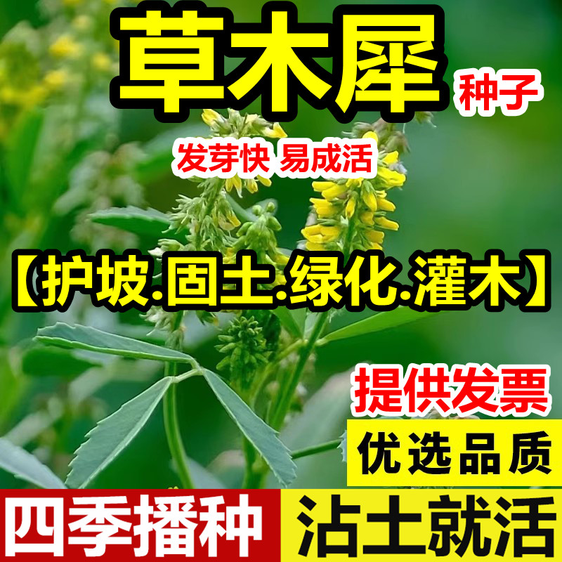 草木樨种子犀蜜源植物黄花