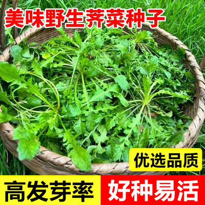 野生荠菜种籽四季老品种大叶