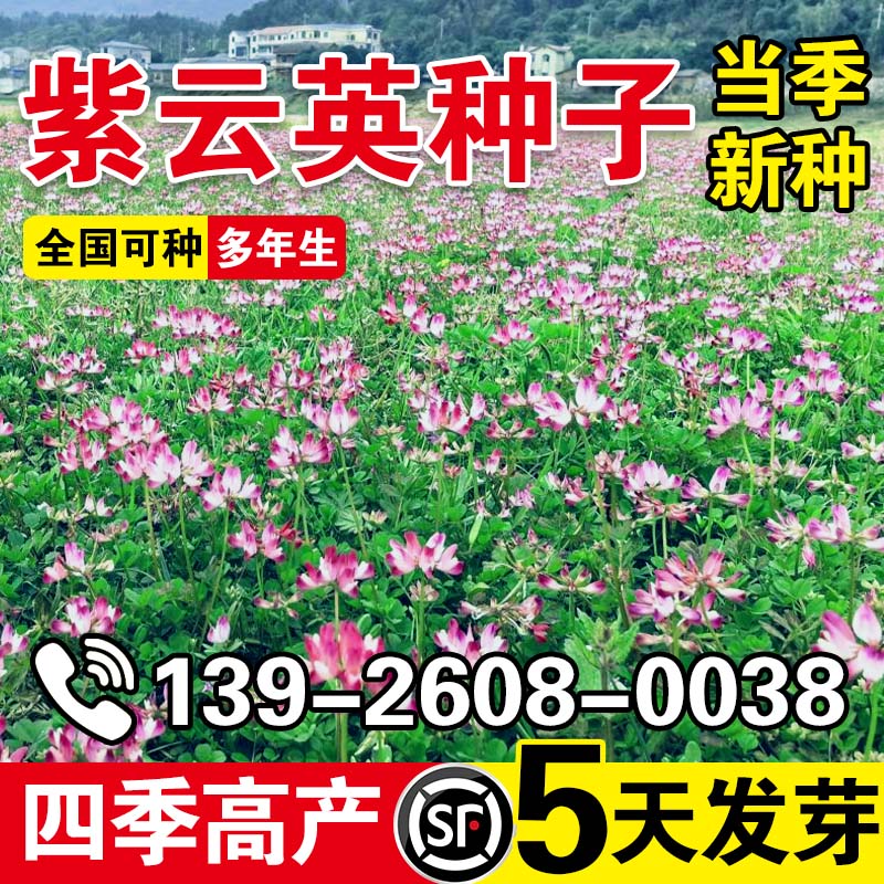 紫云英种子籽花草食用野菜养蜂蜜源固氮果园绿肥植物高产牧草种子