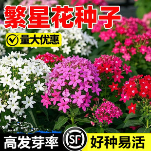 繁星花种子花荵小星辰花籽匍匐垂吊室外阳台盆栽四季播