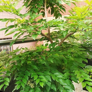 黄花梨种子正宗海南黄花梨树种子 黄檀树种籽 花梨木降香木香红木