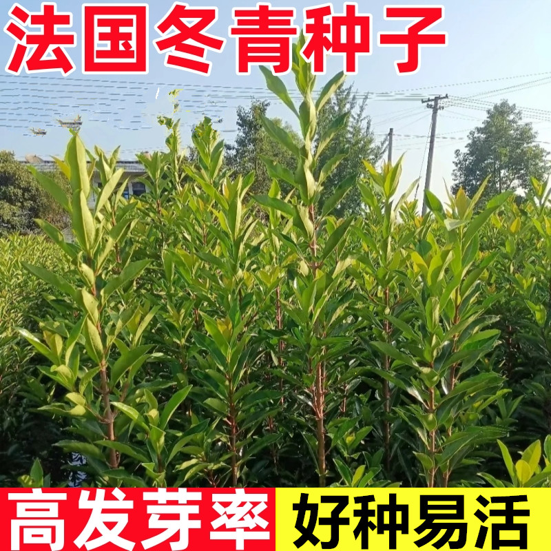 法国冬青树种子北海道黄杨绿化苗