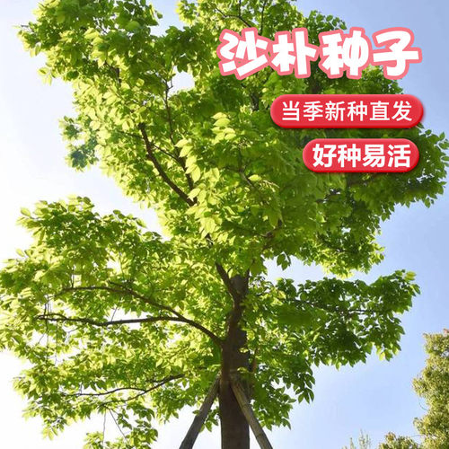 新采朴树种子小叶大叶珊瑚朴