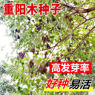 重阳木种子净秋枫国产简单多年生夏季春季秋季枫树林木散装