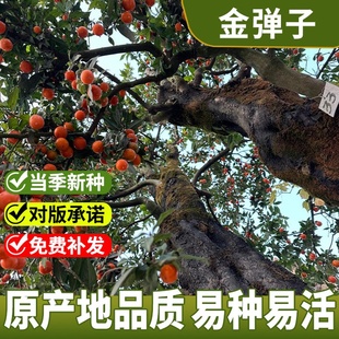 金弹子种子鸡血老鸦柿种子葫芦梨型灯泡型种子珍贵盆栽植物树种子