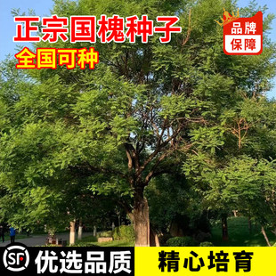 新采国槐种子速生国槐树种子紫穗槐刺槐树籽黄花槐红花槐刺槐种子