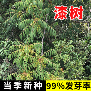 漆树种子高产原生油漆树种 列加氏金大小野生木漆树种子籽孑园林