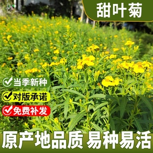 甜叶菊种子甜菊香草甜菊叶花草茶阳台花卉原生纯种四季特菜蔬菜籽