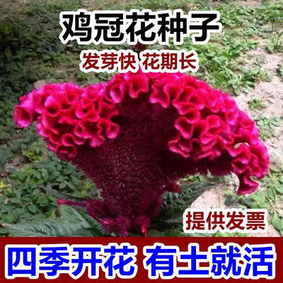 室外花种子大鸡冠耐寒阴籽