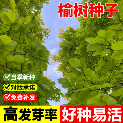 树籽榆树种子榆树墙籽金叶榆