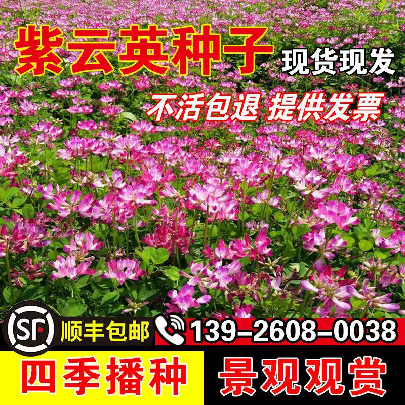 紫云英种子果园绿肥土壤改良花海景观牧草养蜂蜜源植物红花草种籽