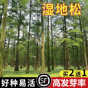 新采湿地松种子落叶松种子松树木种子水上公园绿化造林
