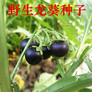 农家野生龙葵种子黑黝黝天天高产水果种籽春夏四季浆果盆栽蔬菜孑