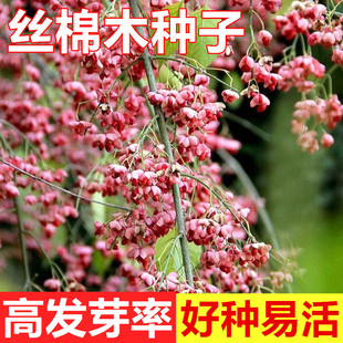 丝绵木种子 北海道冬青 丝棉木树种 丝棉木嫁接桃叶卫矛种子乔木