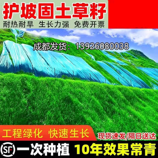 草籽四季常青护坡固土边坡矿山复绿狗牙根工程绿化灌木草坪草种子