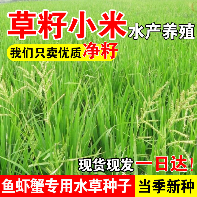 草籽小米小龙虾养殖水草种子耐寒耐涝畜牧养殖鱼虾蟹高蛋白牧草