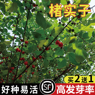 褚实子种子种子构树种子构树籽楮树种子构桃树种籽构乳树
