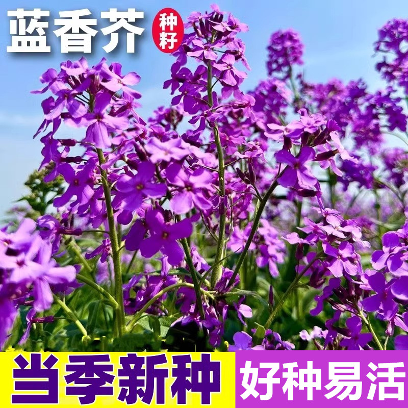 蓝香芥种子易活花卉种子彩色油菜花花籽庭院 盆栽苗景观花海种子