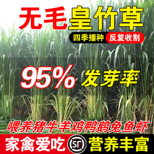 无毛皇竹草多年生高产牧草种子鸡鸭鹅猪牛羊鱼兔马畜牧草