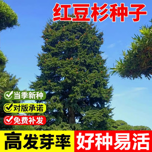 南方沙藏2年正宗中国红豆杉种子  东北红豆杉 曼地亚红豆杉树种子