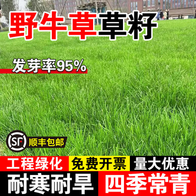 野牛草草籽护坡固土草籽