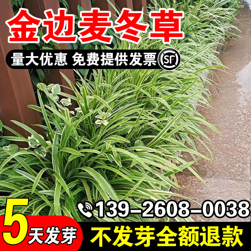 金边麦冬草玉龙草日本矮麦冬草种籽细叶麦冬庭院绿化种子