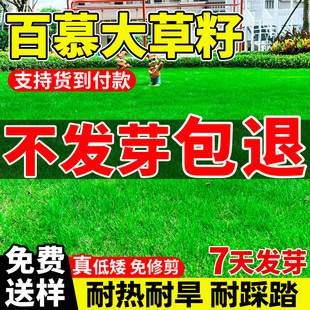 矮生百慕大草种籽四季常青耐践踏工程绿化草坪种子足球场草皮草籽