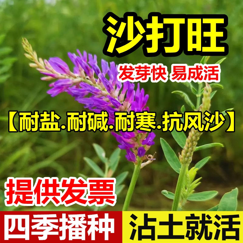 沙打旺种子多年生牧草防固