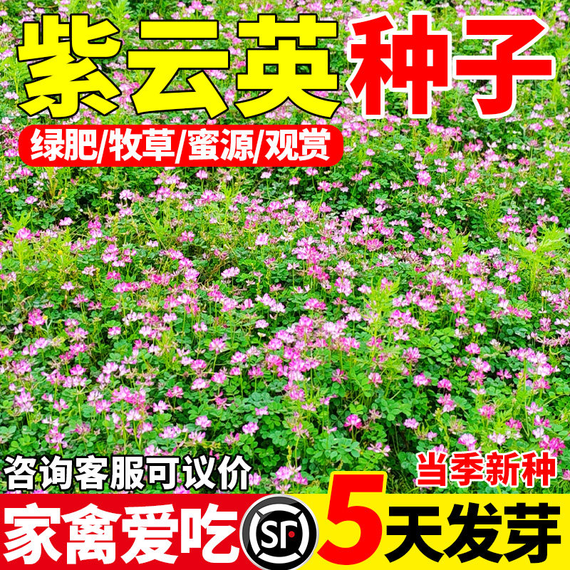 紫云英红花种子食用野菜养蜂蜜源固氮果园绿肥植物高产