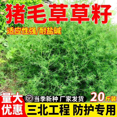 猪毛草种子防风固沙耐盐碱耐旱
