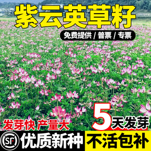 紫云英草籽四季高产牧草绿化红花草籽绿肥蜜源花海植物家禽草种子