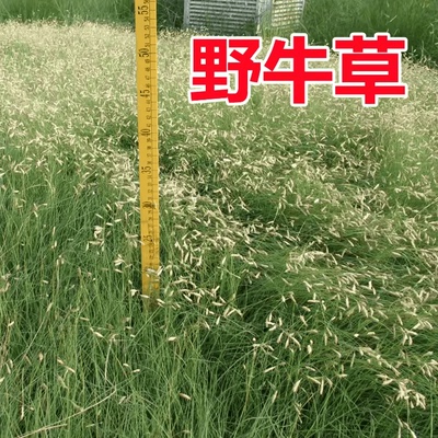 草坪种子野牛抗病虫易植