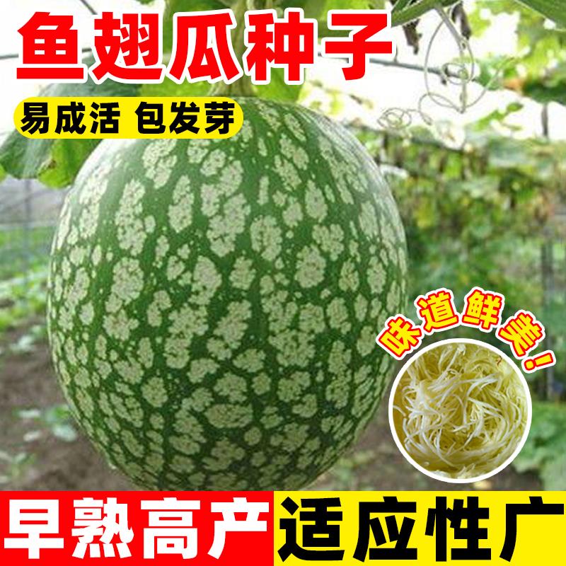 鱼翅瓜种子发财金丝绞瓜粉丝花皮瓜种籽早熟高产盆栽阳台庭院种植